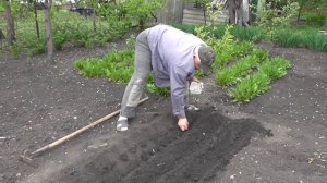 Посадка ярового чеснока. Чеснок яровой