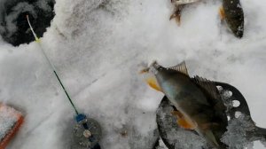 соревнования по зимней рыбалке в посёлке красный яр