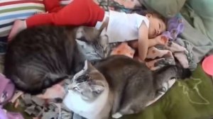 Кошки защищают детей от опасностей | Кошки играют с младенцами