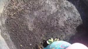 молодило в саду красота и польза