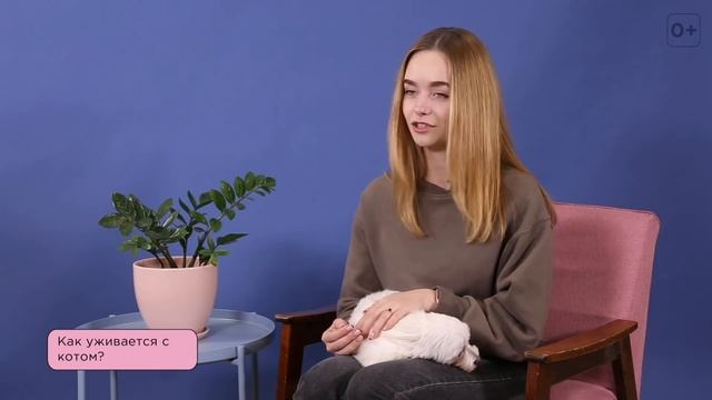 10 вопросов владельцу про мальтийскую болонку (мальтезе). Характер и уход за породой
