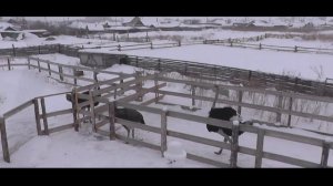 Страусы (Страусиная ферма - "Парижский страус")