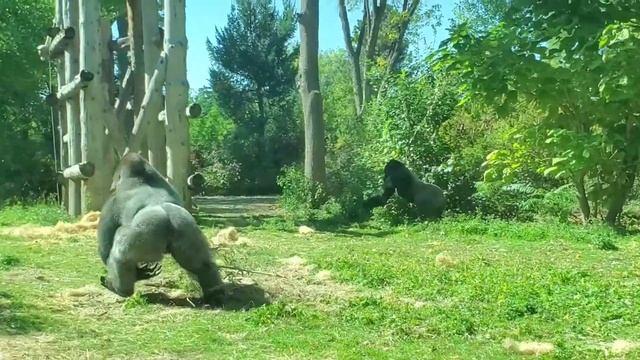 Самые большие обезьяны Гориллы/King Kong/Maymun/Zoopark/hayvonot bog'i/eng kotta maymun/uzbek blog♥
