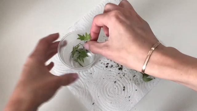 Плющ Хедера ? Реанимация ? Часть 1 смотреть онлайн