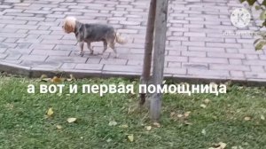 Укрытие для роз. Готовим туи к зиме.