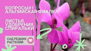 Альпийская фиалка #1 Листья, удобрения, спиральки. Часто задаваемые вопросы
