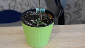 МОЙ ПОЛИВ ЛИМОНА ЛЕТОМ! Как я поливаю мандарины, апельсины летом. Полив комнатных цитрусов летом