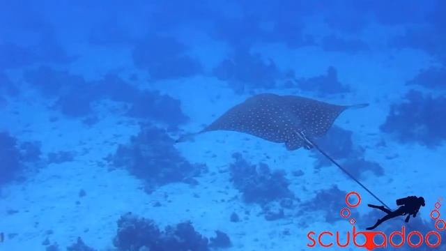 Eagle Ray. Scubadoo divers. Hurghada. Red sea