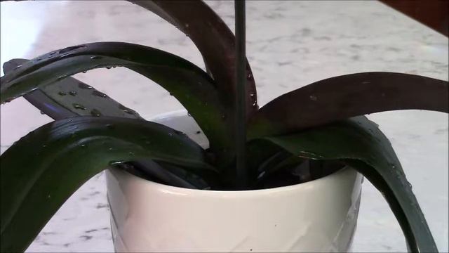 #orchidscare, #houseplants, #sallykasper l Rejuvenating stressed Orchids Using Lipton Tea смотреть онлайн