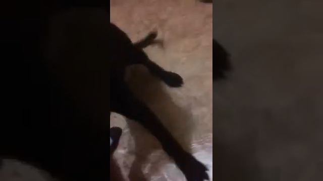 Мой щенок Лабрадора 3,6м. смотреть онлайн