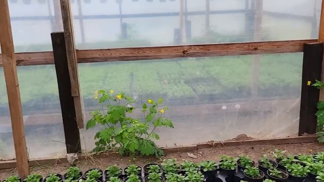 Оптовая торговля рассадой вегетативных однолетних растений. Цены. Обзор на 8 мая. смотреть онлайн