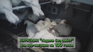 Как комфортно разместить 100 кур-несушек в трехъярусном Курятнике _Неделя без забот_