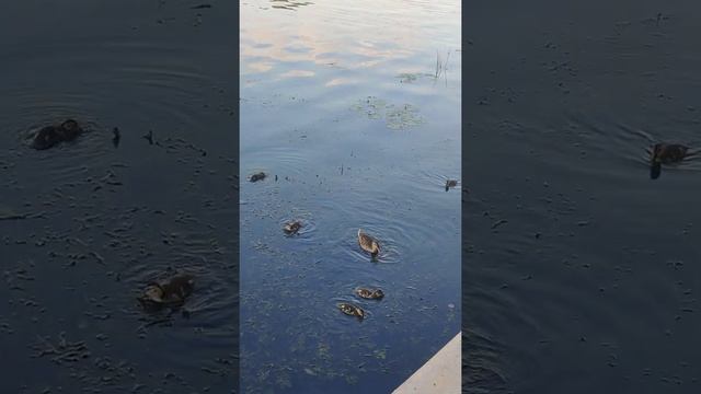 Мама утка и утята. Wild duck and ducklings. ?