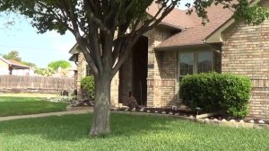 ??? Алиссум в цветнике - бордюр из алиссума