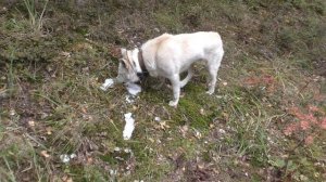 Охота на копытных в тайге 2021 году ч.1. Hunting for ungulates in the taiga 2021.