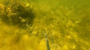подводная охота #3 в балтийском море камбала