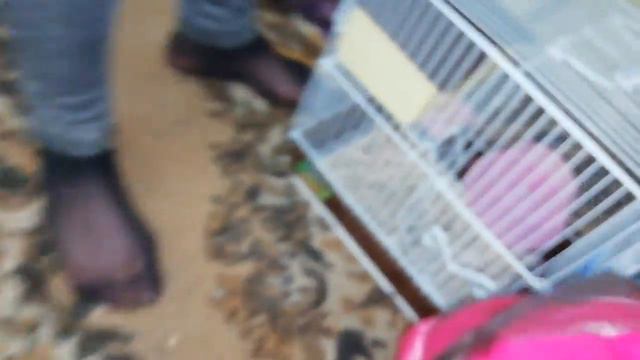 ШОК! Утята в квартире! Идём смотреть домашних утят моих подруг! Они няшки🐥 смотреть онлайн