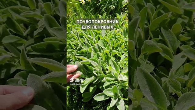 Обзор растения чистец или _заячьи ушки_. Цветники для ленивых - минимум ухода.