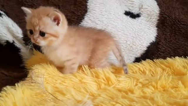 Британские котята из питомника окраса золотая шиншилла