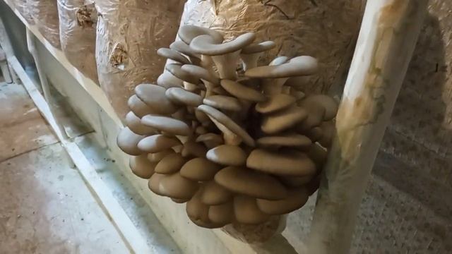 вес друзы с экспериментального блока.#Мои грибы. смотреть онлайн