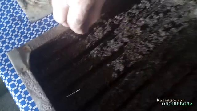 Высеваем семена перца (17.12.2016) смотреть онлайн