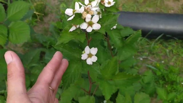 Первый урожай ежевики начинает созревать. Кустам второй сезон.