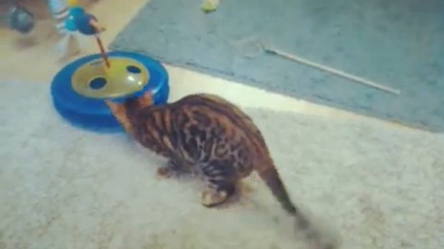 Бенгальские коты