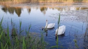 Лебеди с птенцами ?