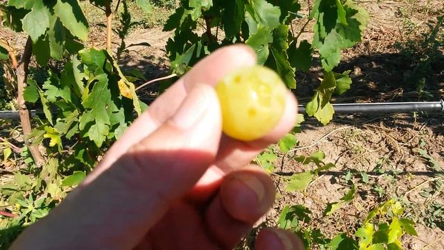 20160910 Виноград Колобок смотреть онлайн