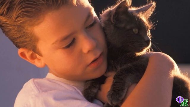 Беспородного КОТЕНКА с позором ВЫГНАЛИ из шикарного особняка, пообещав «нормального» кота… смотреть онлайн