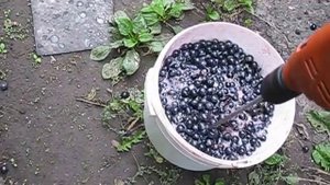Дробление винограда для вина с помощью миксера.