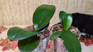 Результат спустя месяц после пересадки азиатских орхидей