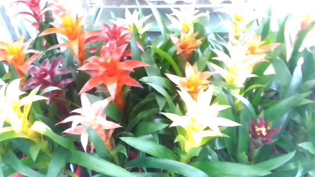 Valentine's Guzmania смотреть онлайн