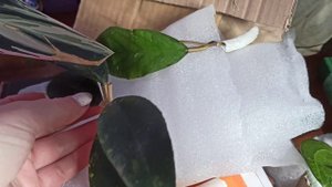 Новые хойи вителиноидес,финлайсони и Саравак крем🍀