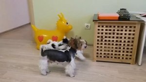 Утренние игры. Щенки Бивер йорка.