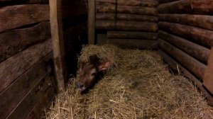 Отел коровы от начала до конца. Помощь при отеле.