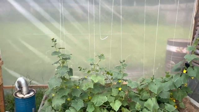 Дачный экватор. смотреть онлайн