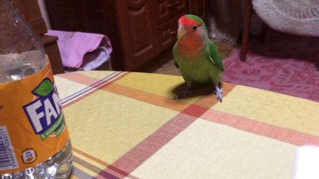 Попугай Неразлучник Чако Натворил Делов и Кушает Торт смотреть онлайн