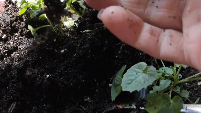 Колокольчик комнатный пересадка смотреть онлайн