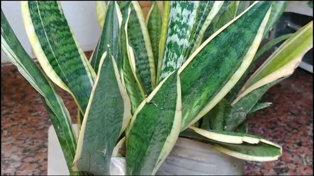 EL 90% DE LOS JARDINES TIENEN ESTA PLANTA EN CASA! VALE ORO (Sanseviera, USOS Curativo y Cuidados) смотреть онлайн