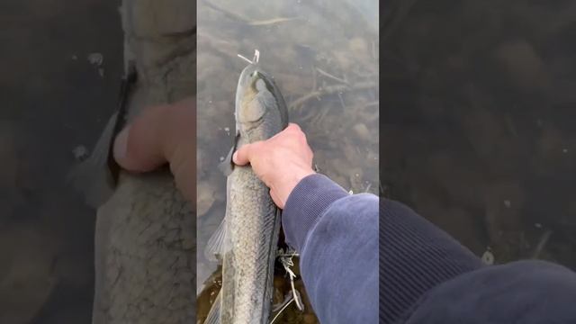 Releasing my first New York State Bowfin! #bowfin #fishing #shorts