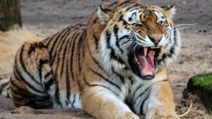 What Do Dreams About Tiger Mean? - Tiger Dreams Meanings and Interpretation - Dream Meaning