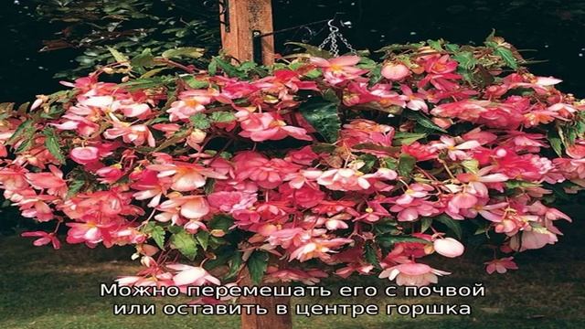 Выращивание ампельной бегонии