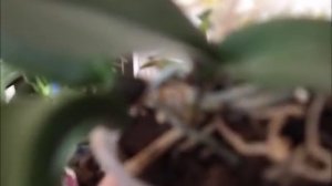 Уход за орхидеей в домашних условиях. Как поливать фаленопсис.