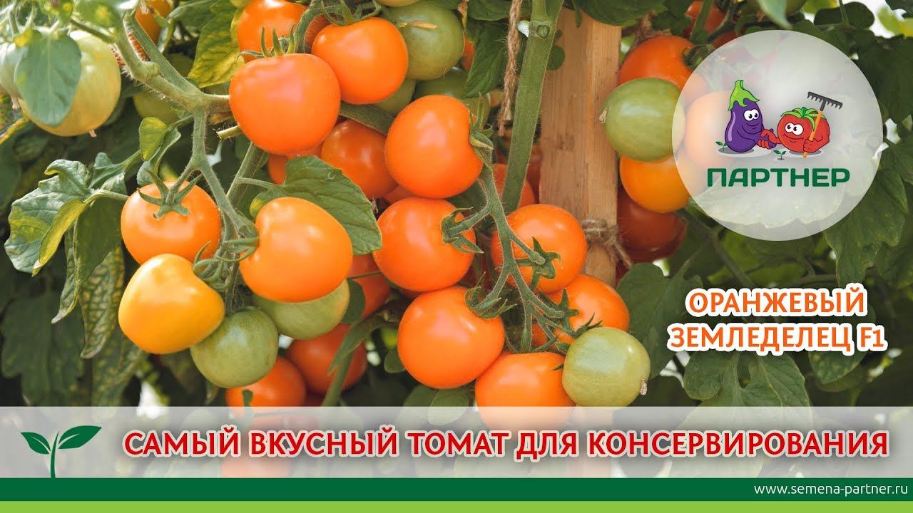 САМЫЙ ВКУСНЫЙ ТОМАТ ДЛЯ КОНСЕРВИРОВАНИЯ. ОРАНЖЕВЫЙ ЗЕМЛЕДЕЛЕЦ F1