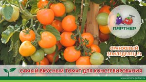САМЫЙ ВКУСНЫЙ ТОМАТ ДЛЯ КОНСЕРВИРОВАНИЯ. ОРАНЖЕВЫЙ ЗЕМЛЕДЕЛЕЦ F1