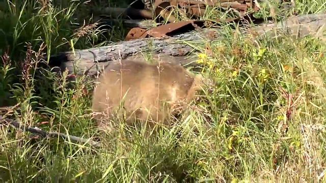 Иня.Усчан смотреть онлайн