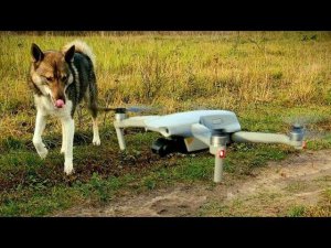 Каюр с неба