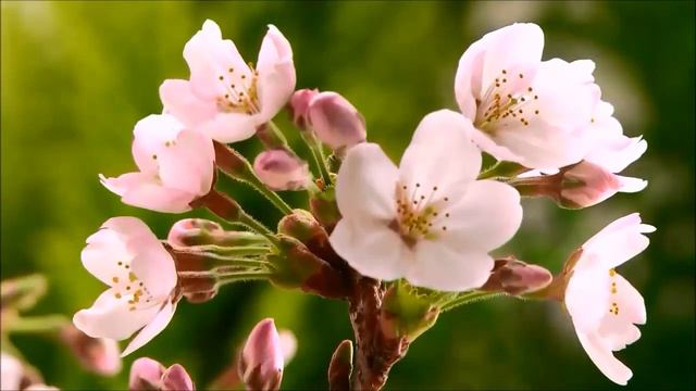 Евангелие от Луки Глава 3 смотреть онлайн