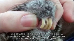 Строение и болезни зубов у шиншиллы